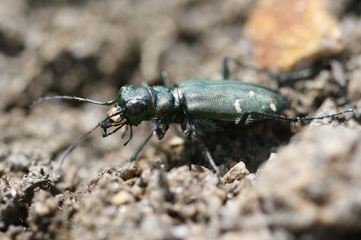 Image of Cicindela (Cicindela) depressula depressula Casey 1897