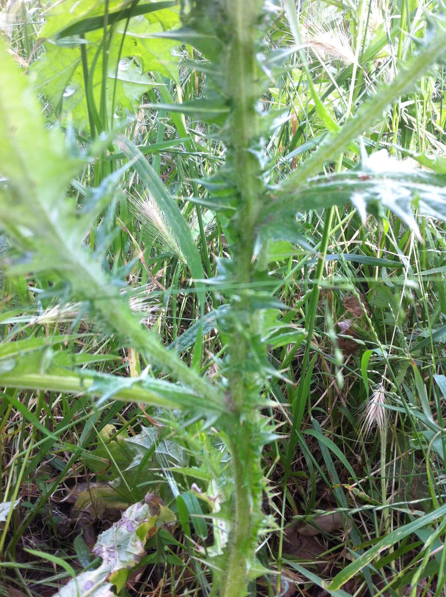 Image of Italian plumeless thistle