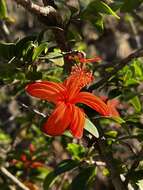 Image of red rosemallow