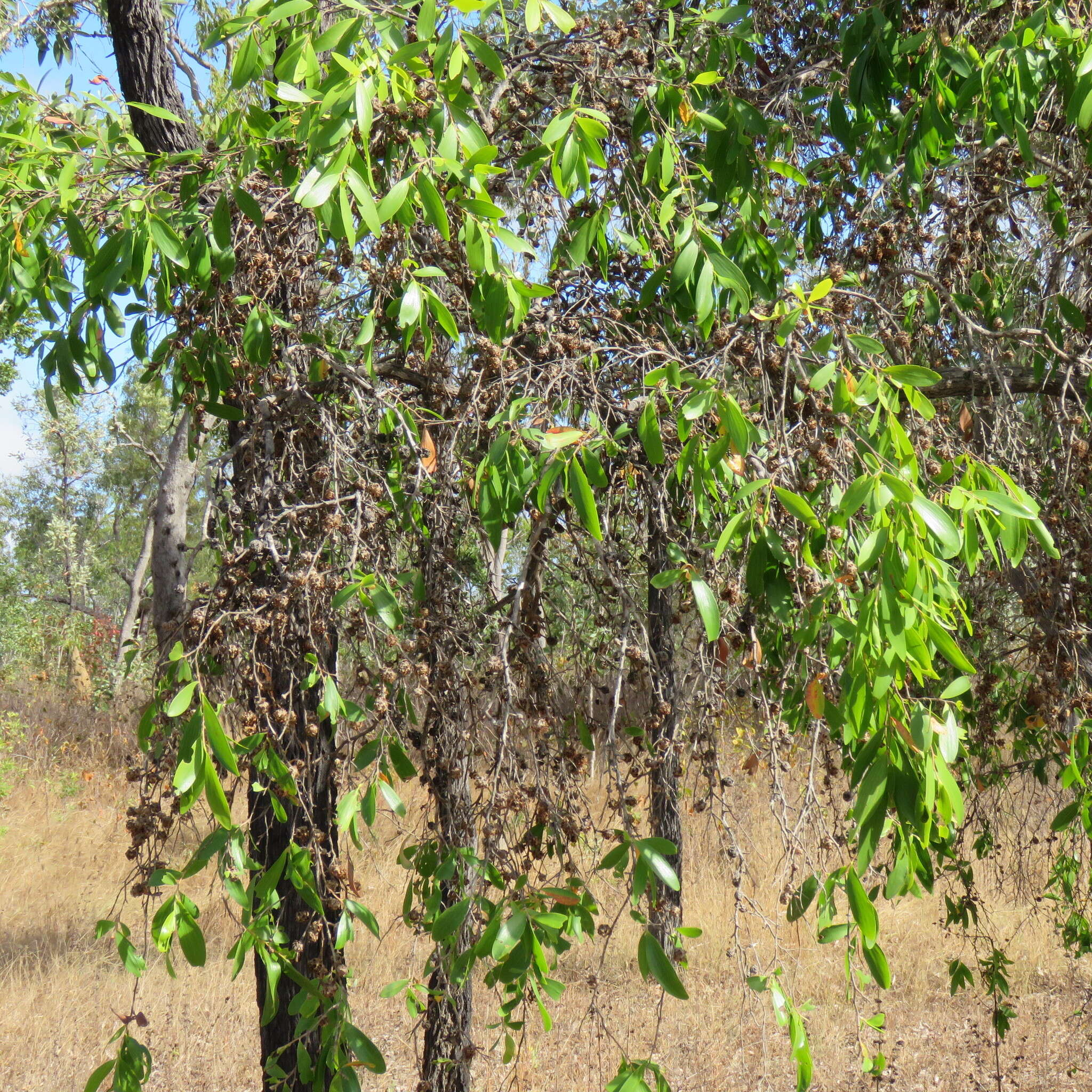 Sivun Asteromyrtus symphyocarpa (F. Müll.) L. A. Craven kuva