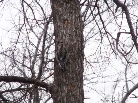 Image of Sapsucker