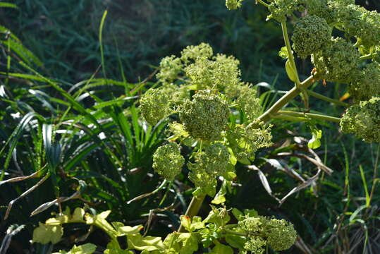 Image of Angelica hirsutiflora Liu, C. Y. Chao & Chuang