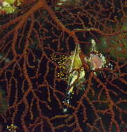 Image of Villogorgia nozzolea Grasshoff 1996