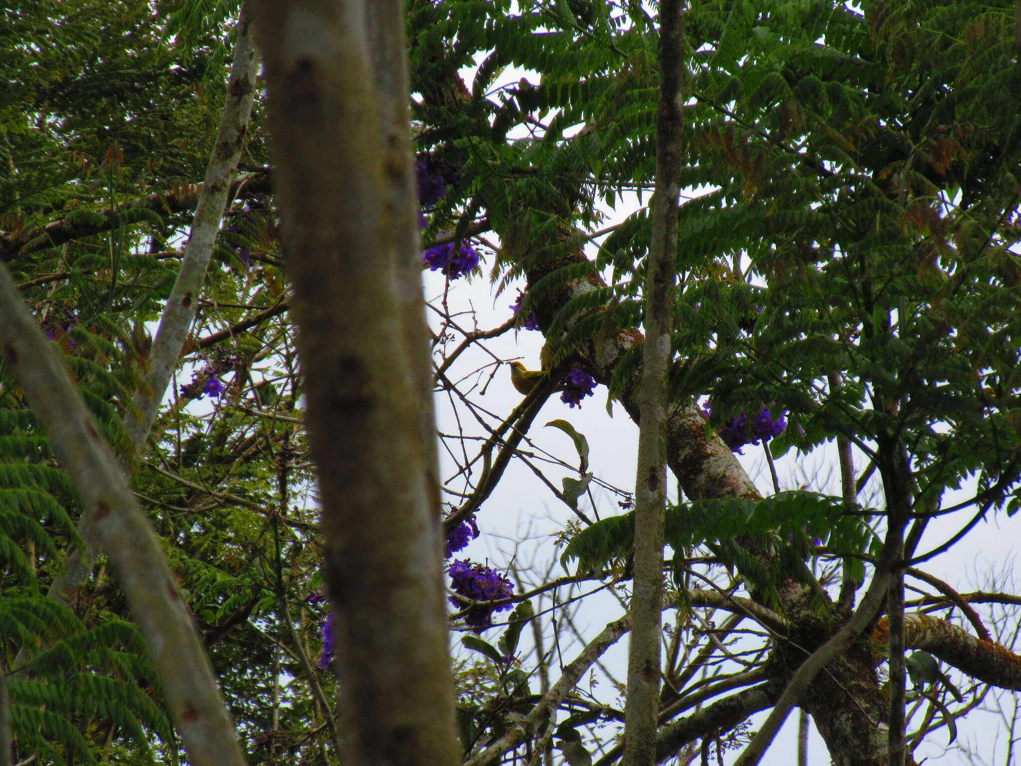 Image of Silver-throated Tanager