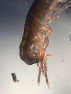 Image of Amphipod