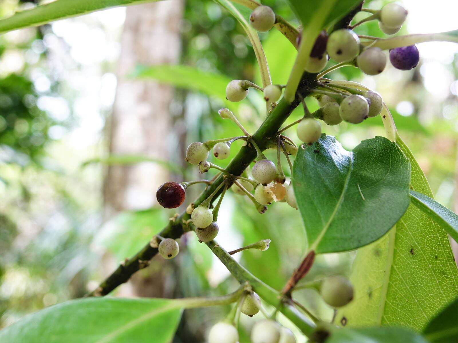 Image of Melicytus macrophyllus A. Cunn.