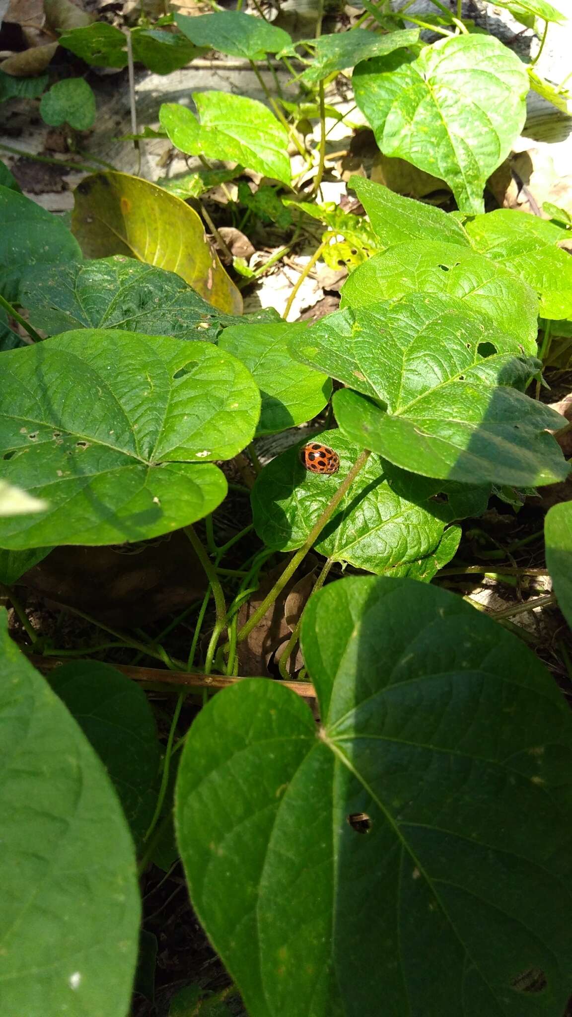 Image of Chelymorpha comata Boheman 1854