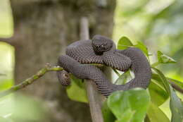 Trimeresurus purpureomaculatus (Gray 1832) resmi