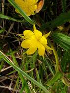 Image of Corchorus confusus Wild