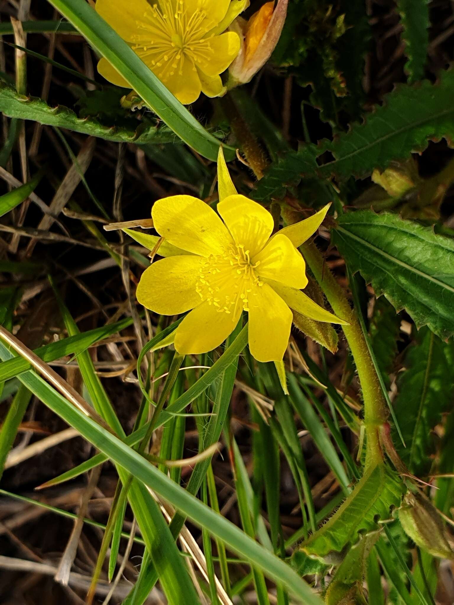 Image of Corchorus confusus Wild