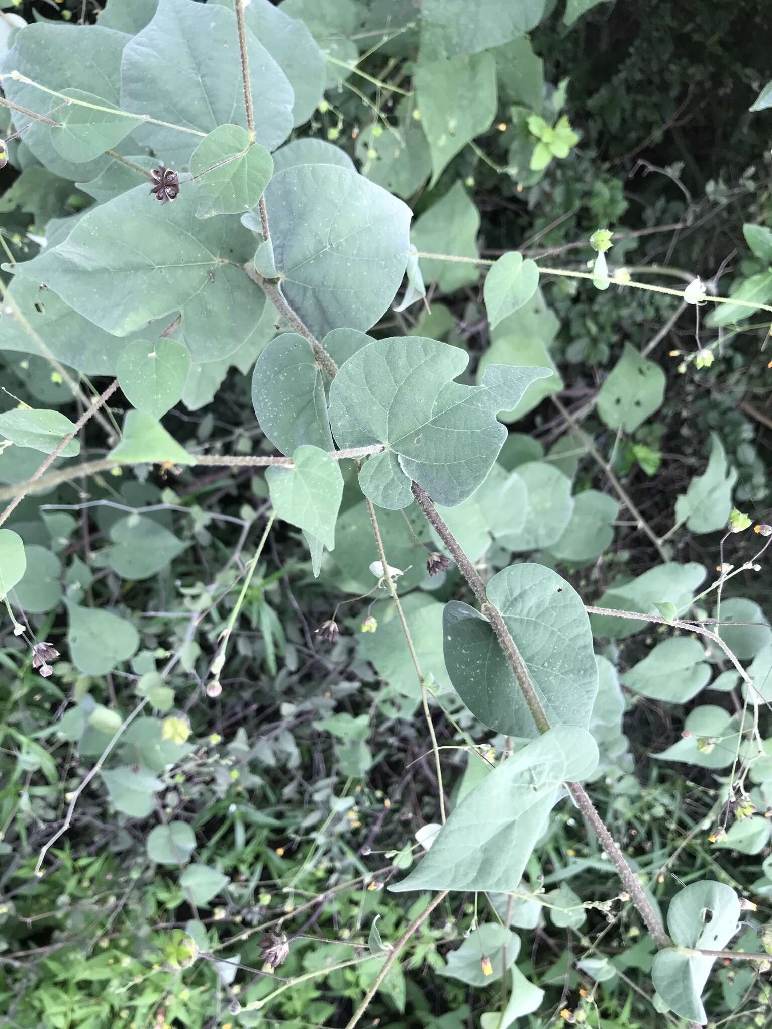 Image of big yellow velvetleaf