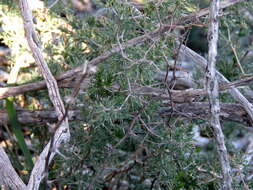 Image of Asparagus burchellii Baker