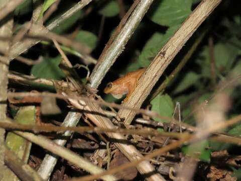 Image of Coorg Yellow Bush Frog