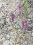 Image of Lamium orientale (Fisch. & C. A. Mey.) E. H. L. Krause