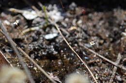 Utricularia quinquedentata F. Mueller ex P. Taylor resmi