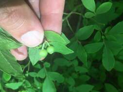 Sivun Vaccinium hirsutum Buckl. kuva