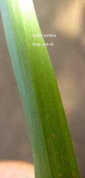 Image of Gopher-Tail Love Grass