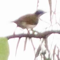 Image of Blue-faced Honeyeaters