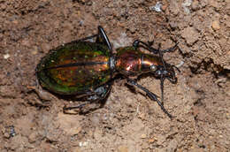 Image of Carabus (Chrysocarabus) rutilans Dejean 1826