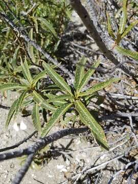 Image of hairy yerba santa