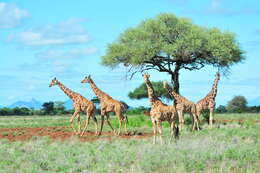 Image of reticulated giraffe