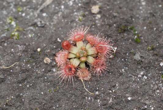 Image de Drosera pulchella Lehm.