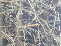 Image of White-bellied Blue Flycatcher