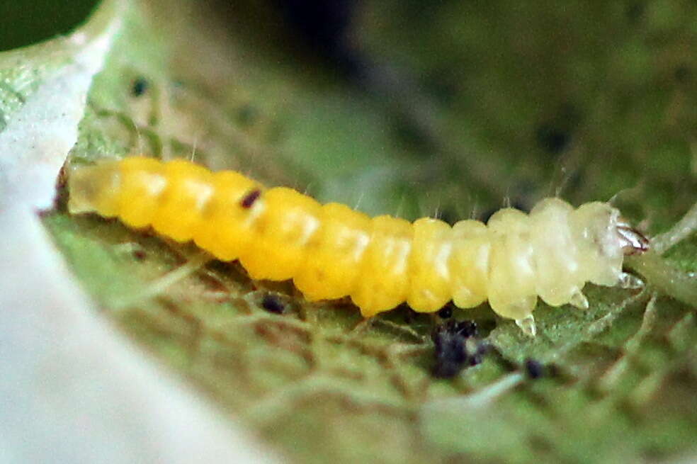 Phyllonorycter quercifoliella (Zeller 1839)的圖片