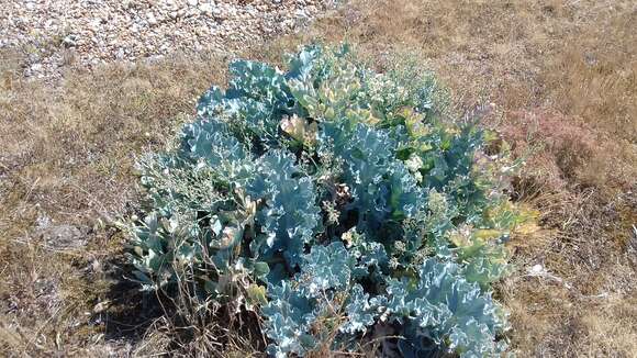 Image of sea kale