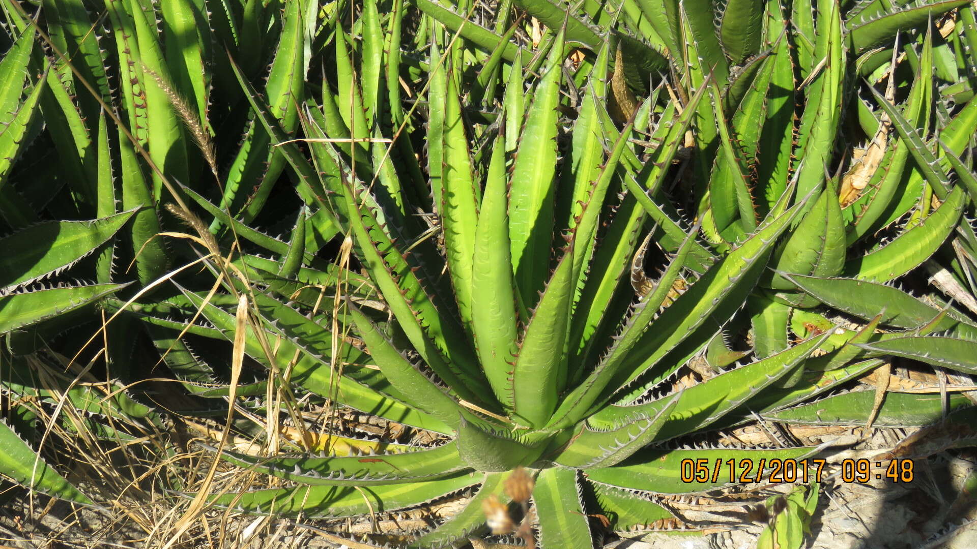 Image of Agave kerchovei Lem.