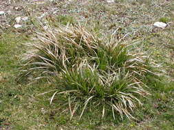 Carex brevicollis DC. resmi