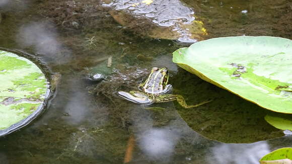 Image of Fukien Gold-striped Pond Frog