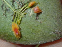 Image of Lepanthes pecunialis Luer & Hirtz