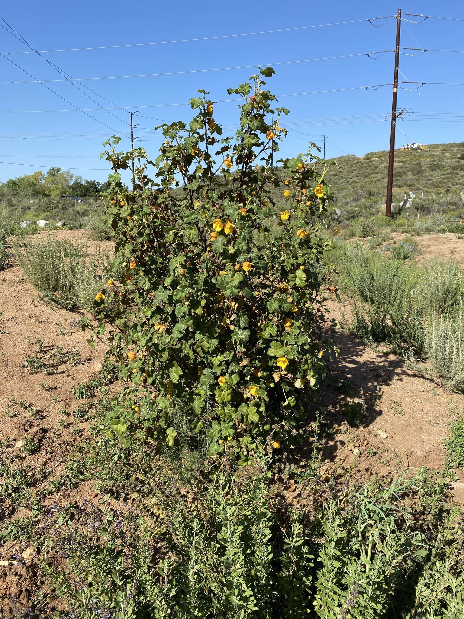 Image of Mexican flannelbush