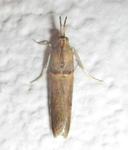 Image of Moth