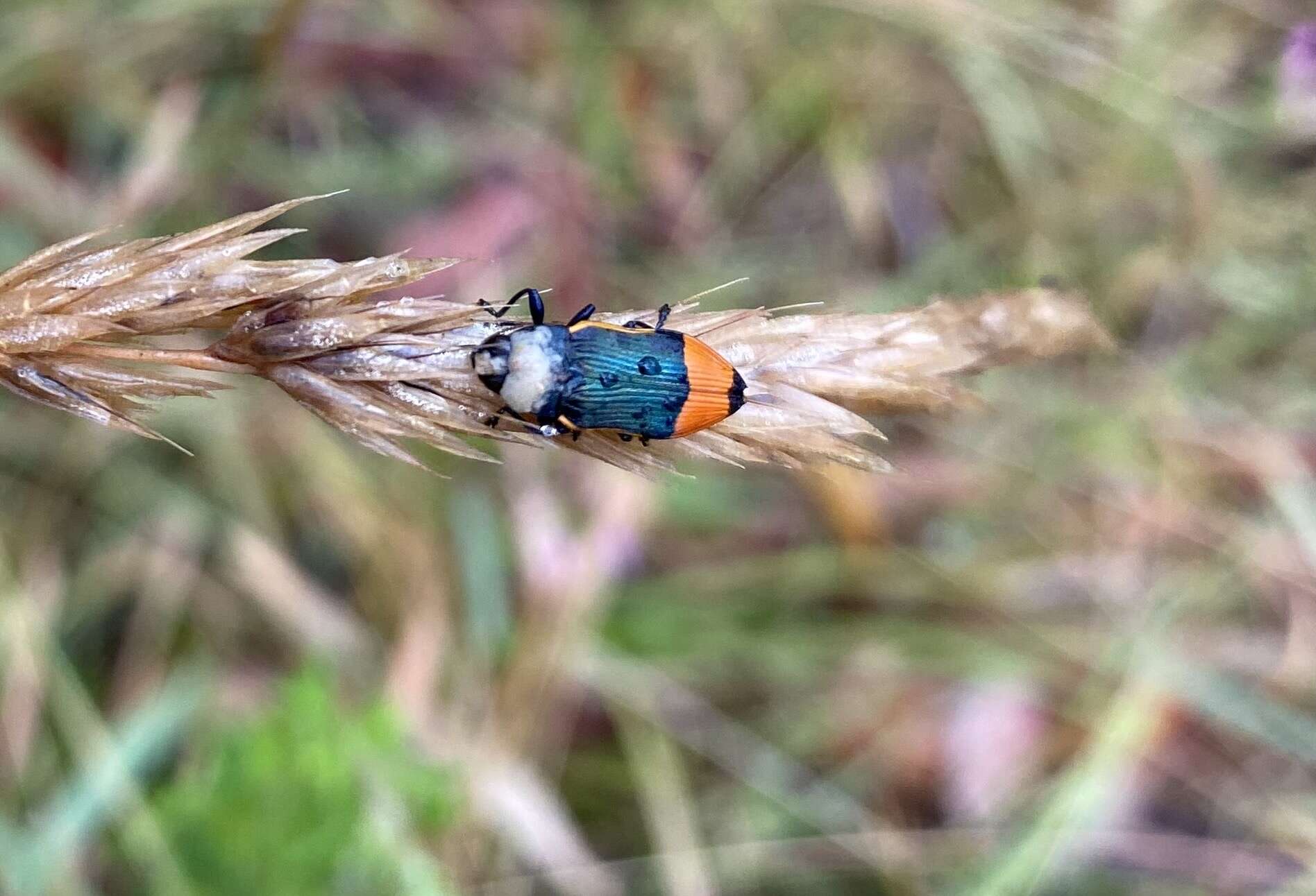 Image of Castiarina kerremansi (Blackburn 1890)