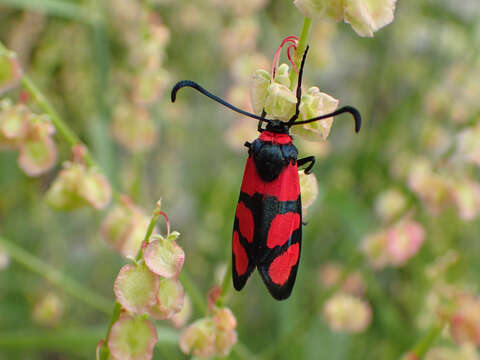 Image of Zygaena cuvieri Boisduval 1828