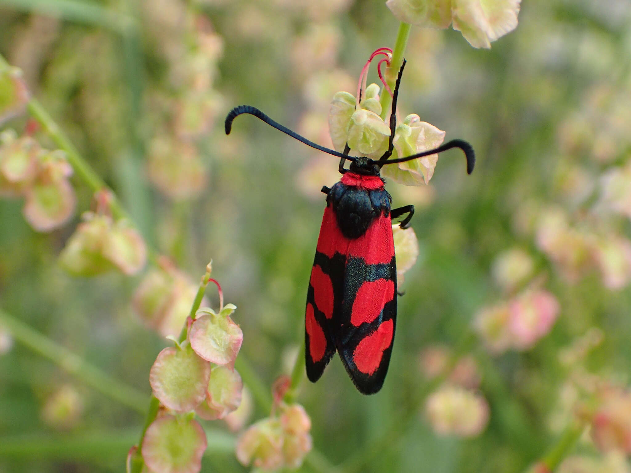 Image of Zygaena cuvieri Boisduval 1828