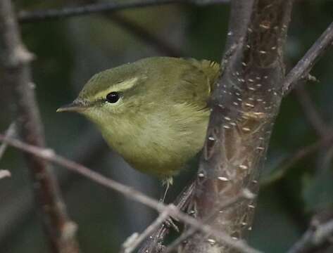 Image of Green Warbler