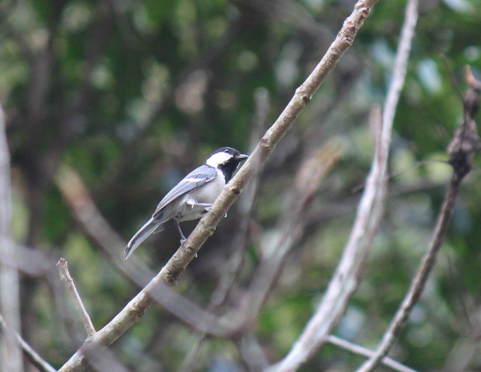 Imagem de Parus cinereus Vieillot 1818