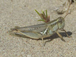 Image of Narrow-winged Spur-throat Grasshopper