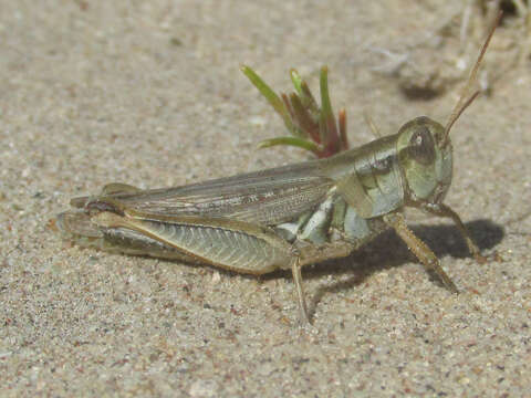 Melanoplus angustipennis (Dodge & G. M. 1877)的圖片