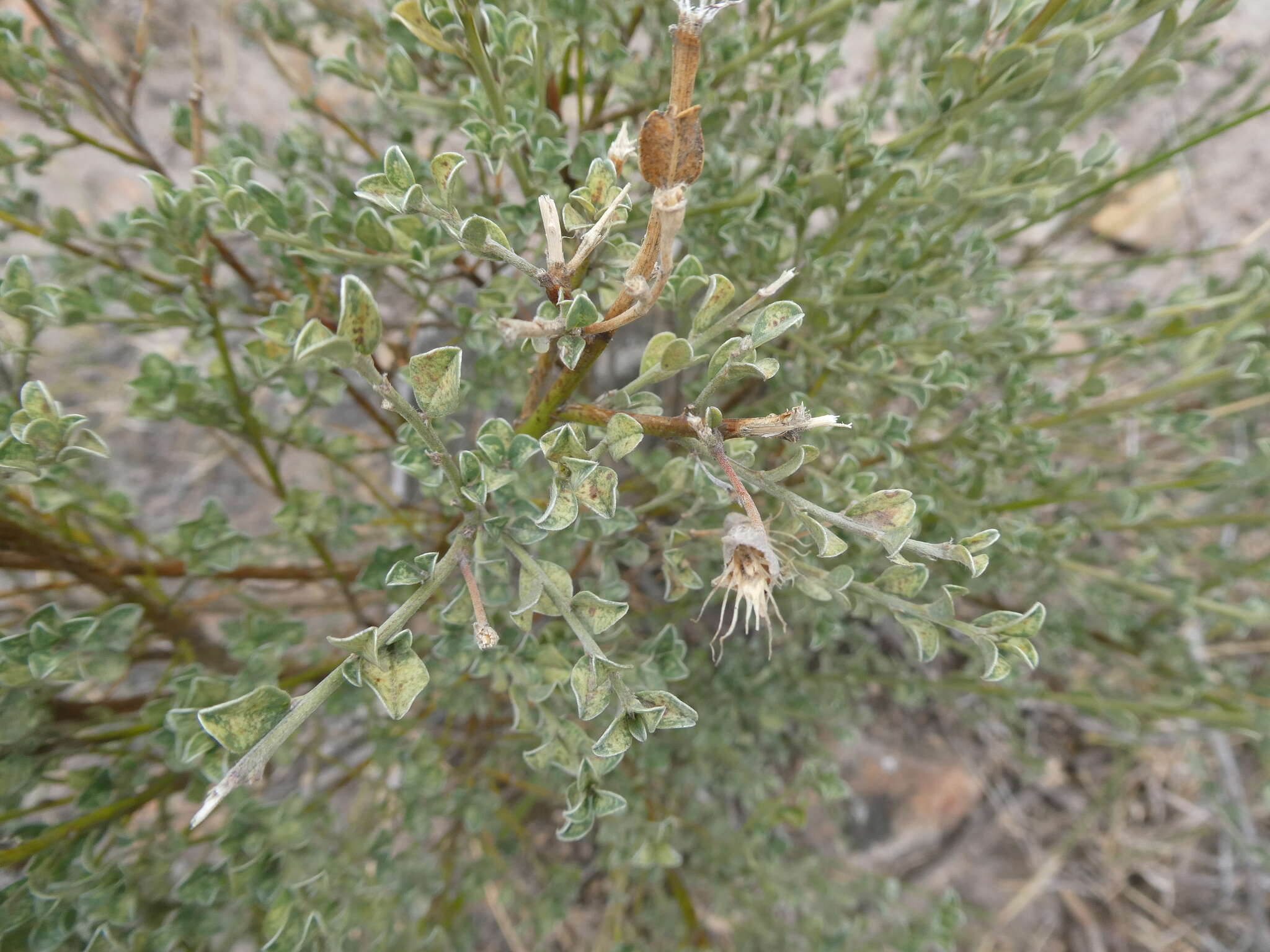 Plancia ëd Podalyria microphylla E. Mey.