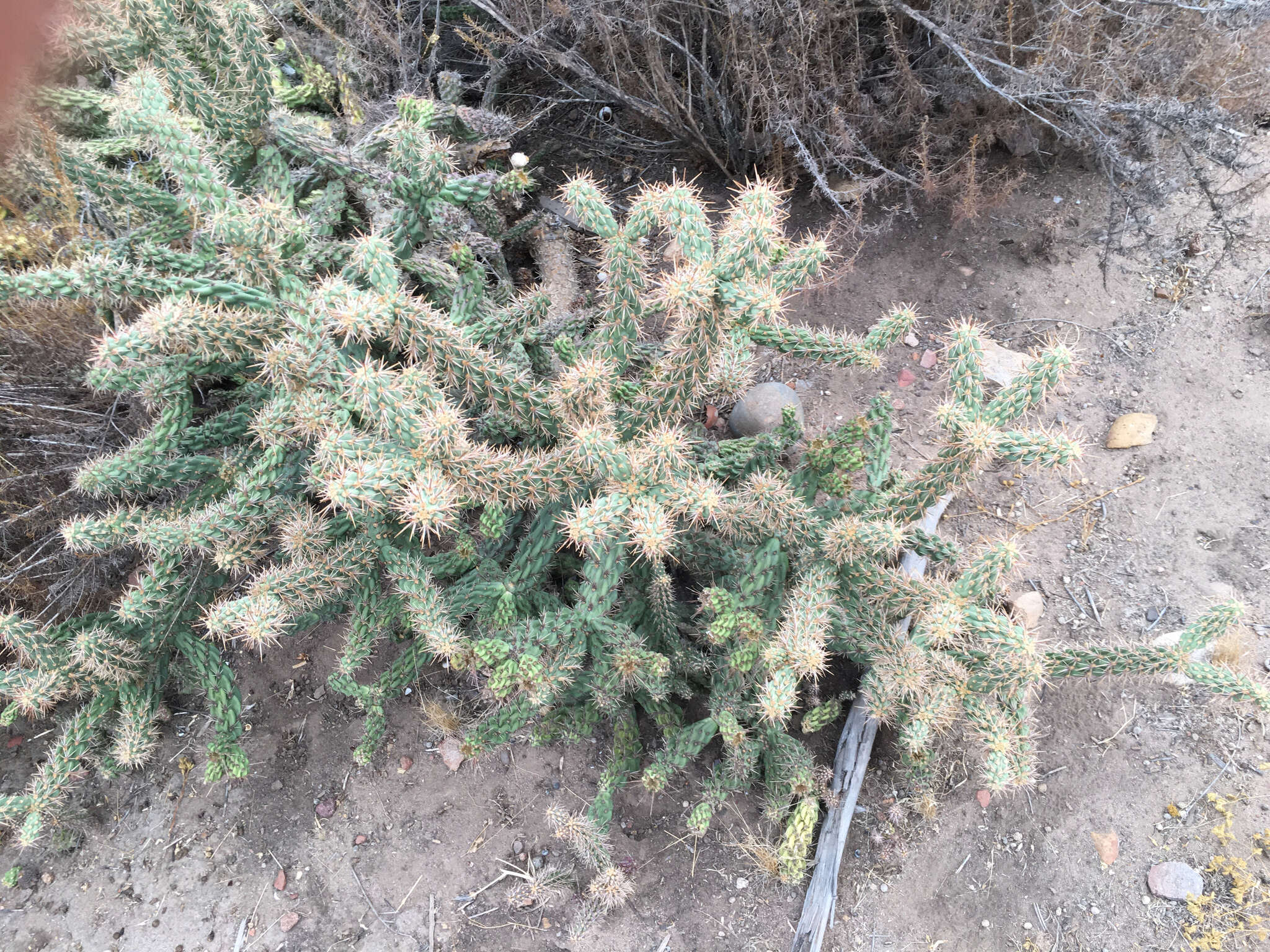 Image of coastal cholla