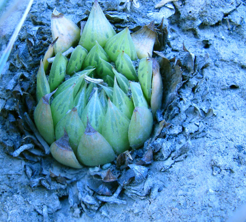 Image of Haworthia mucronata var. morrisiae (Poelln.) Poelln.