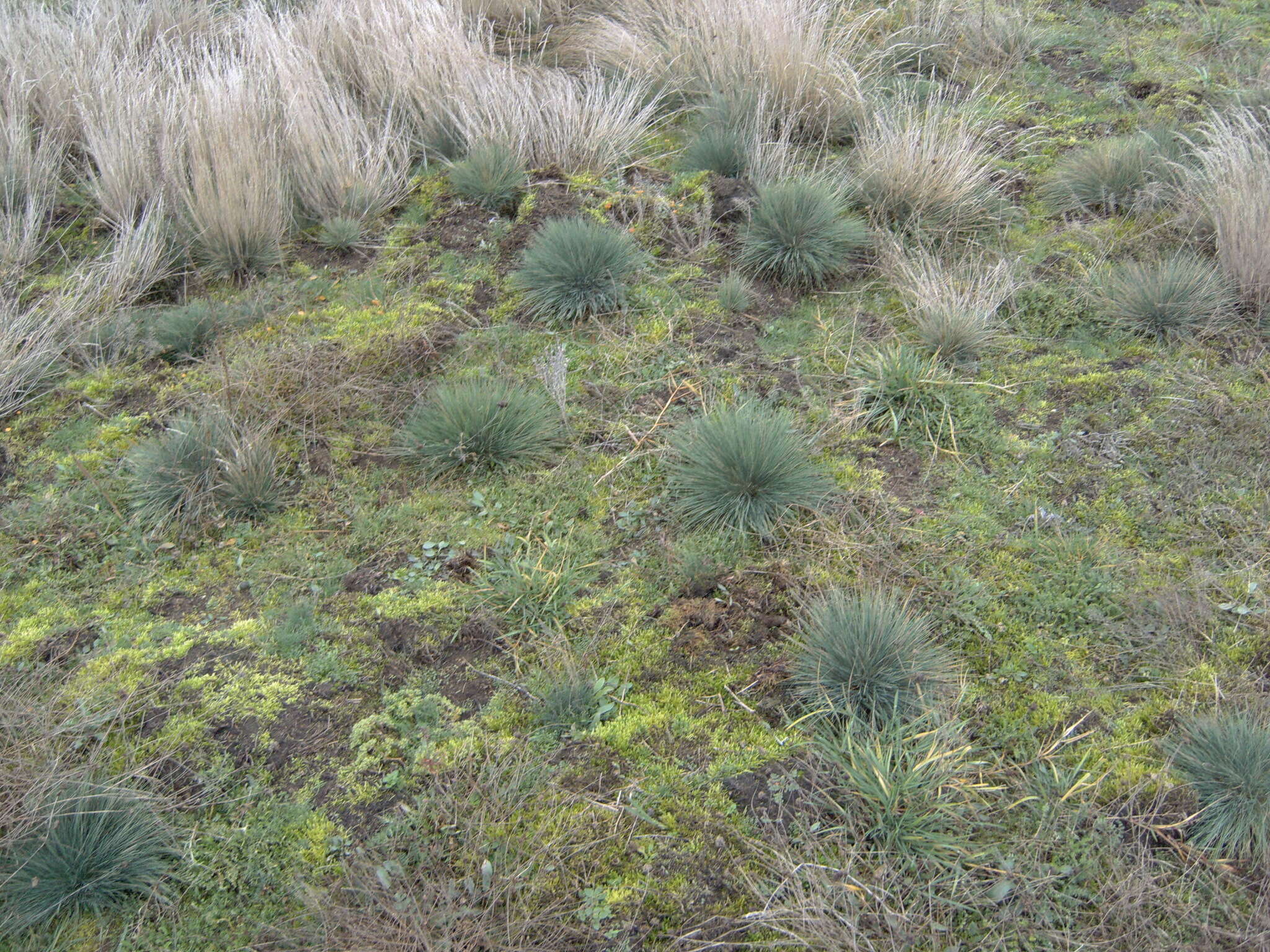 Image of clubawn grass