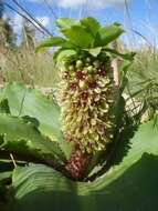 Imagem de Eucomis montana Compton