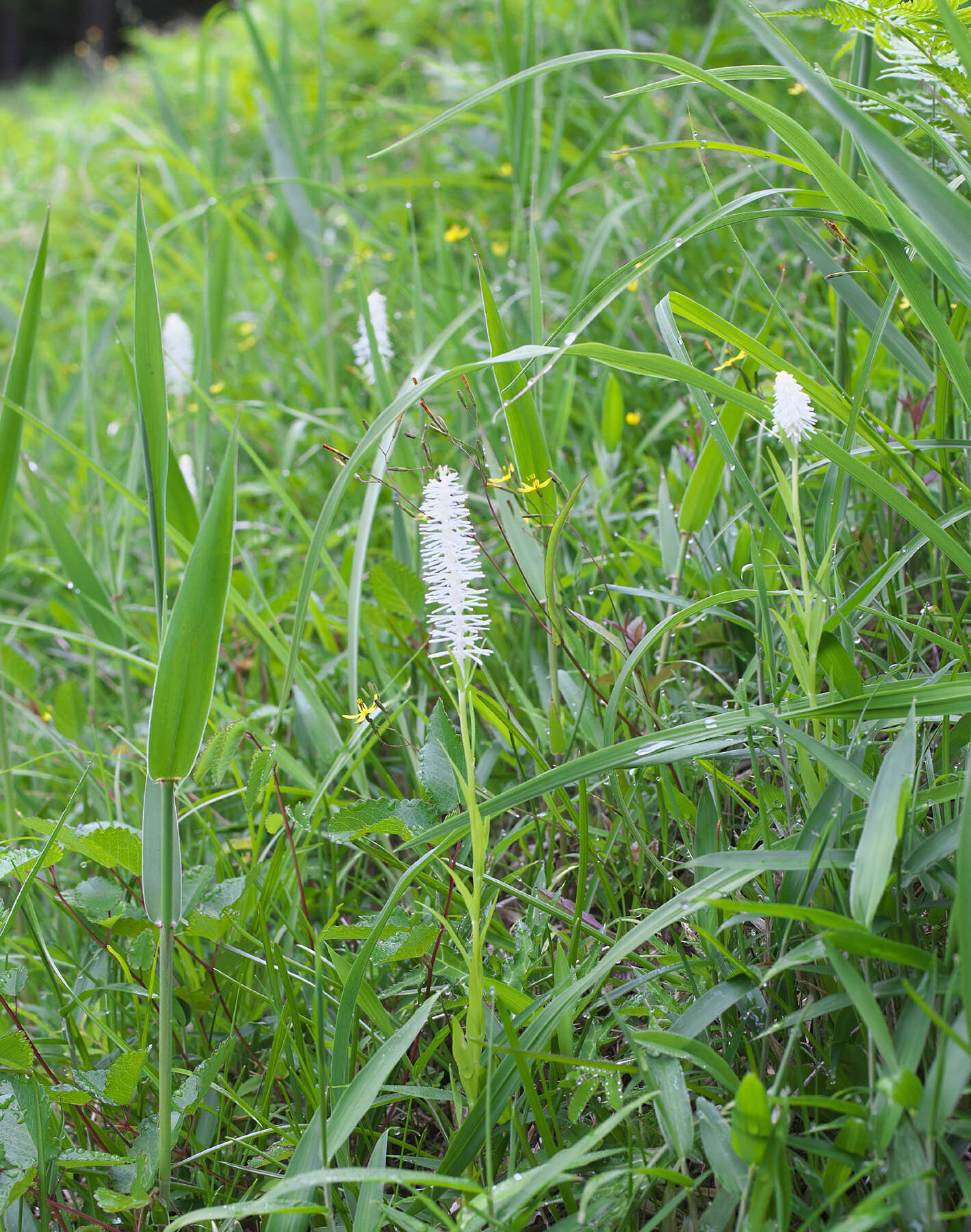 Image of Chamaelirium japonicum