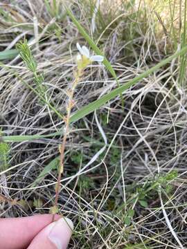 Image of Saxifraga bulbifera L.