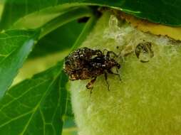 Image of Plum Curculio